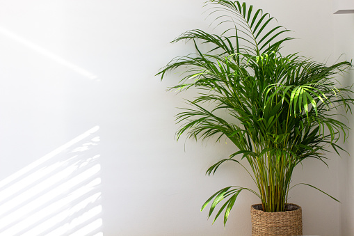 Decorative Areca palm near white wall. Chrysalidocarpus lutescens. Green plants fot home. Freshening of the air. Indoor gardening.
