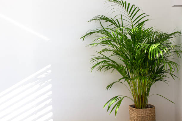 Decorative Areca palm near white wall Decorative Areca palm near white wall. Chrysalidocarpus lutescens. Green plants fot home. Freshening of the air. Indoor gardening. areca stock pictures, royalty-free photos & images