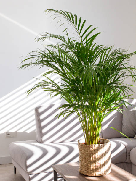 istock Decorative Areca palm near white wall 1422811257