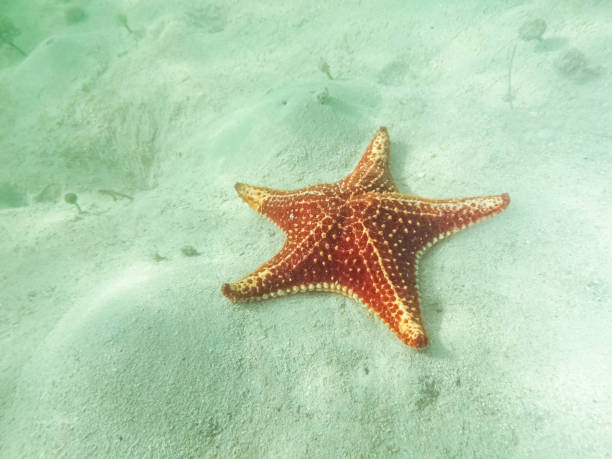 istock Red Cushion Sea Star at Starfish Point 1422812257
