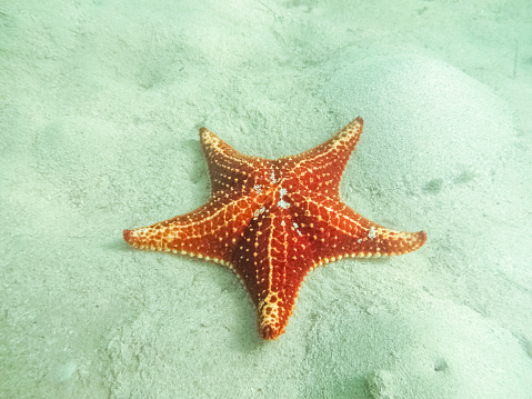 Red Cushion Sea Star (Oreaster reticulatus) on sandy sea floor at Starfish Point, Grand Cayman