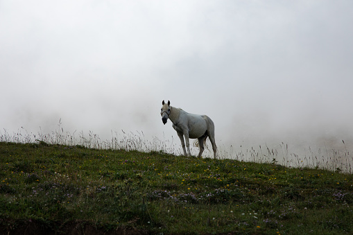 Horse in a cloudy mountains in foggy background