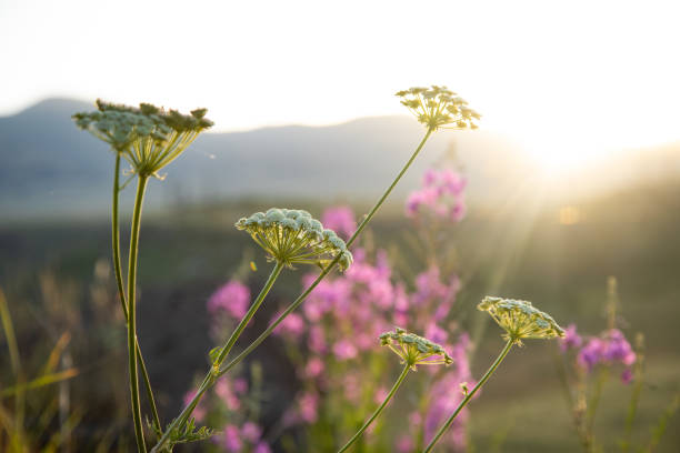 istock lupins flower blooming in the sunset 1422814628