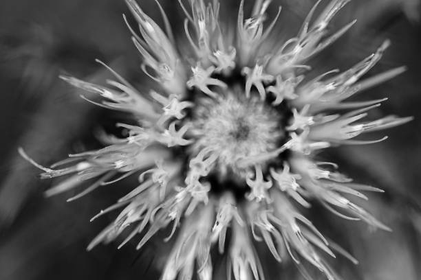 istock Macro selective focus on the bloom of a creeping Canadian thistle. 1422814641