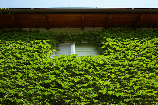 Detail of a home facade with a window and a creeper plant