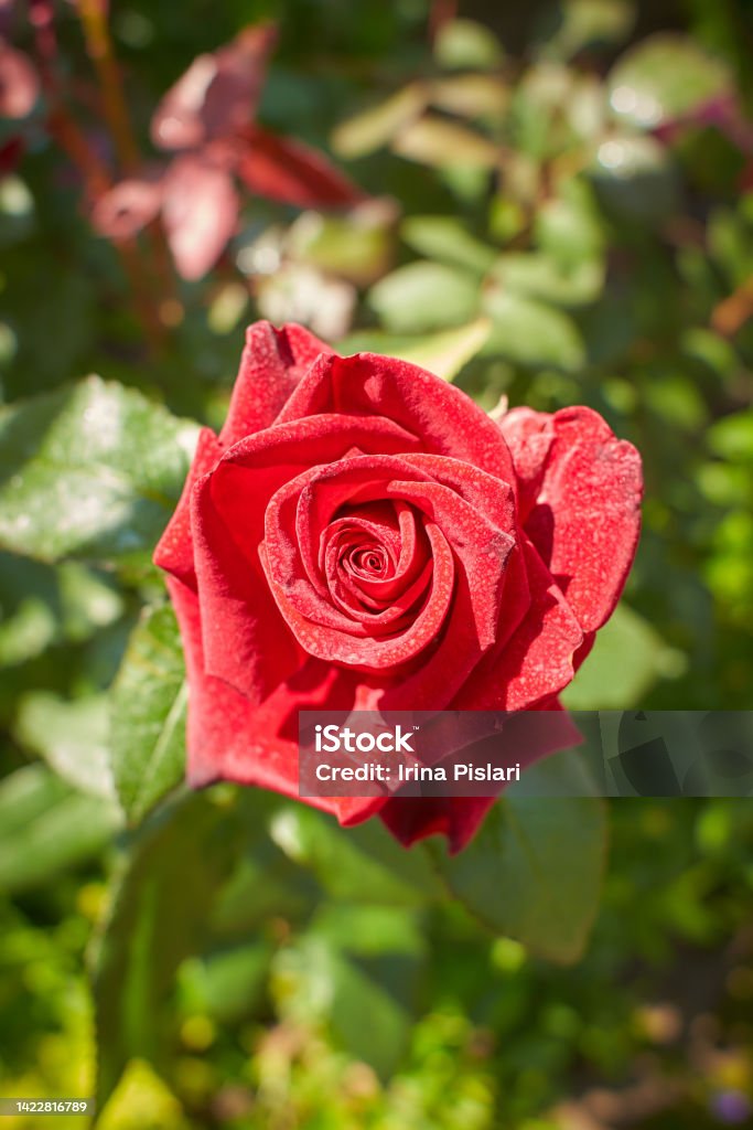 A rose in button with a red coral color. Day shooting, outdoor and without character. Front view. Red Stock Photo