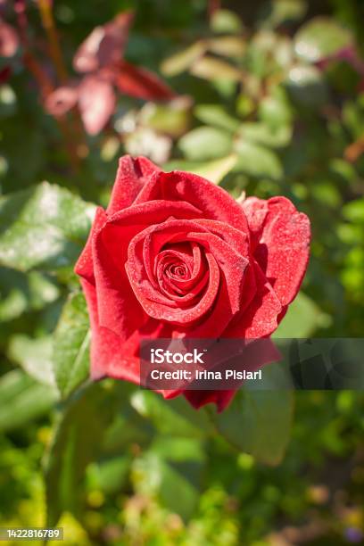 A Rose In Button With A Red Coral Color Day Shooting Outdoor And Without Character Front View Stock Photo - Download Image Now