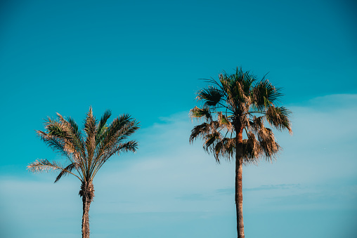 Palms tops against the backdrop of blue sky on Balearic Sea beach in Barcelona, Spain.