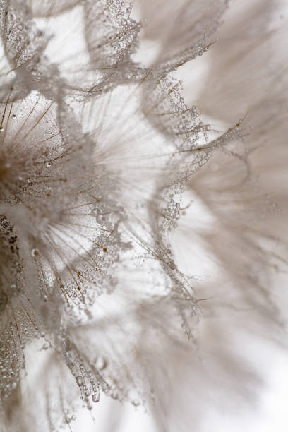 istock Abstract dandelion macro flower background. Seed macro closeup. Soft focus 1422817784