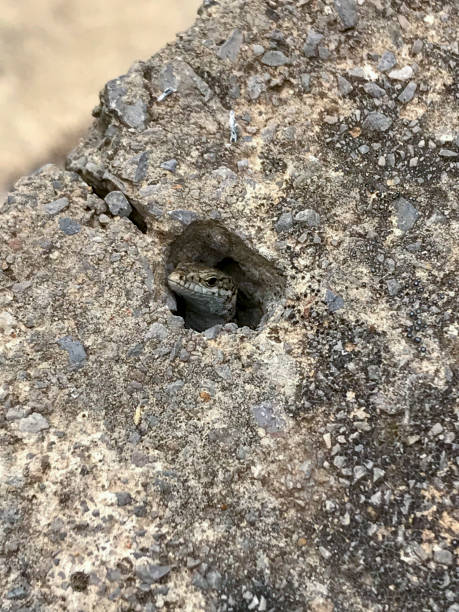 istock small lizard poking its head out from inside a hole in the rock 1422818397