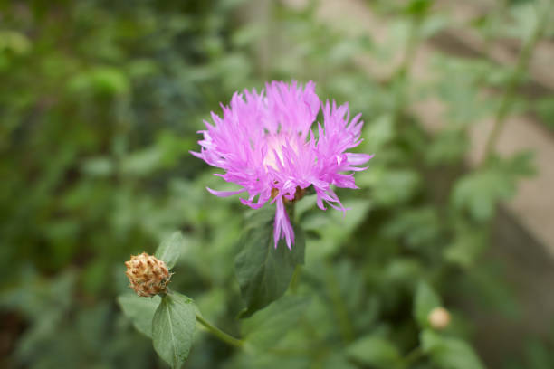 Persian cornflower. Psephellus dealbatus, the Persian cornflower or whitewash cornflower. This plant is native to Turkey but it is widely cultivated as an ornamental perennial.