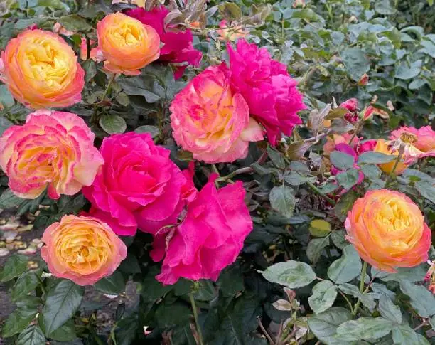 Autumn pink orange rose flowers bush.