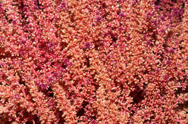 istock Spike-paniculate inflorescences of Amaranth (Latin. Amaranthus) or Schiritsa 1422821151