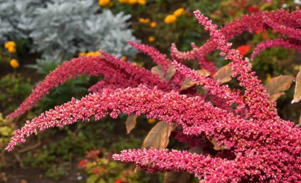 istock Spike-paniculate inflorescences of Amaranth (Latin. Amaranthus) or Schiritsa 1422821165