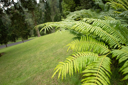 Fern leaves against pine forest in background, meadow good for copy space