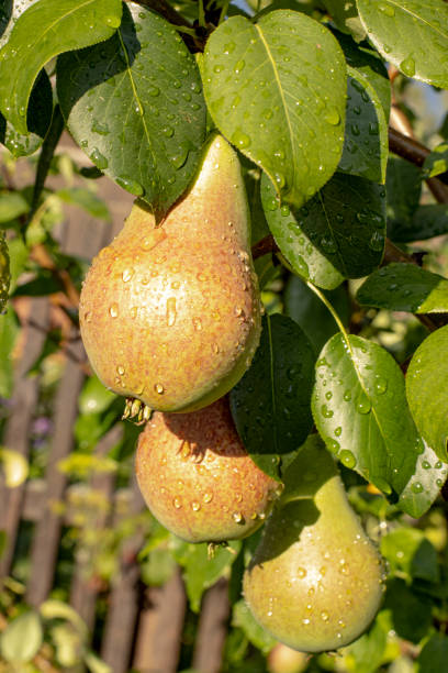istock Beautiful ripe pears on a tree with dew drops 1422823552