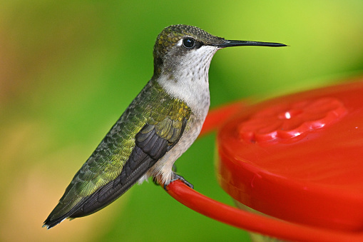 Feather detail of a young male ruby-throated hummingbird at a Connecticut feeder in late summer