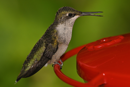 Young male ruby-throated hummingbird opening his bill at a Connecticut feeder, late summer