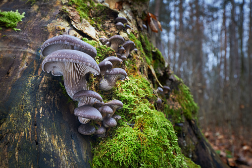 Edible mushrooms with excellent taste, Pleurotus ostreatus group of fungi growing on the dead trunk of a tree.