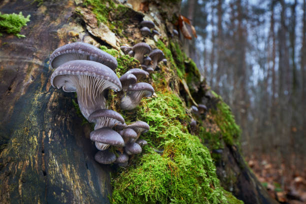 Pleurotus ostreatus Edible mushrooms with excellent taste, Pleurotus ostreatus group of fungi growing on the dead trunk of a tree. oyster mushroom stock pictures, royalty-free photos & images