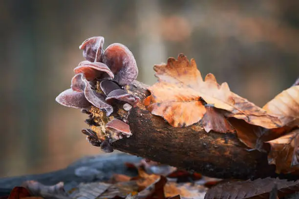 Auricularia auricula-judae - edible and healthy mushrooms known as Jews ear, Wood ear or Jelly ear. Slovakia.