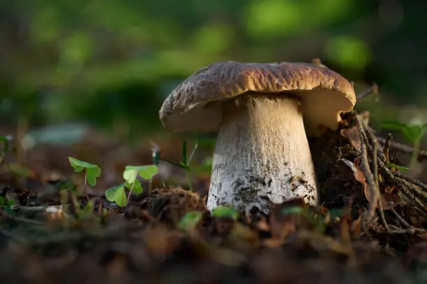 Boletus edulis - edible mushroom. Boletus growing in the central Europe forests. Other names: cep, porcino, dubak, penny bun, porcini, king bolete