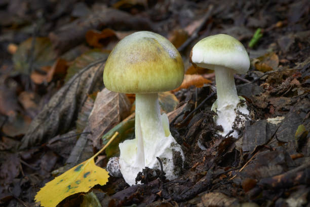 amanita phalloides  - mykologie stock-fotos und bilder