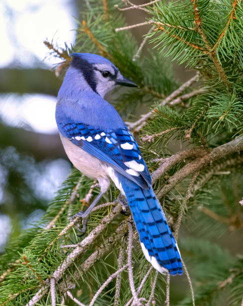 istock Blue Jay perches on a fir tree in our yard 1422824531