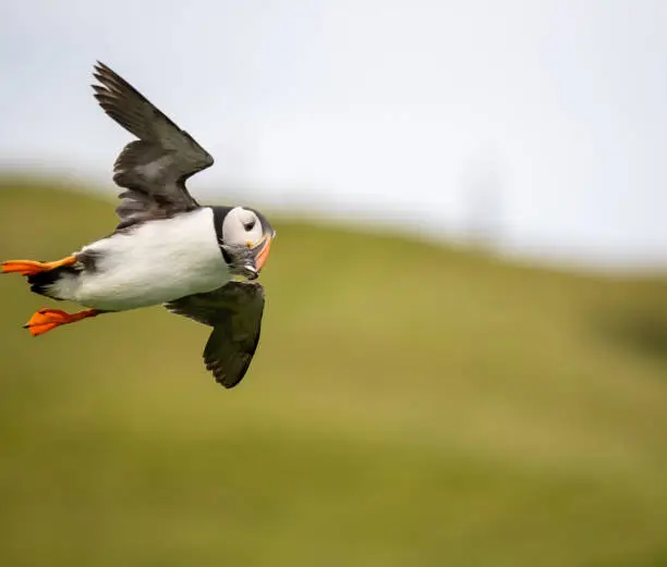 Photo of Puffin in flight with a capelin in its beak, Storhofdi, Vestmannaeyjar (Westman Islands) off the south coast of Iceland