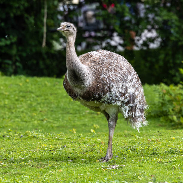 istock Darwin's rhea, Rhea pennata also known as the lesser rhea. 1422824783