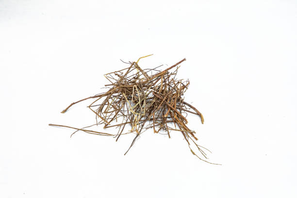istock Bhumi amla roots or phyllanthus niruri on white background 1422824936
