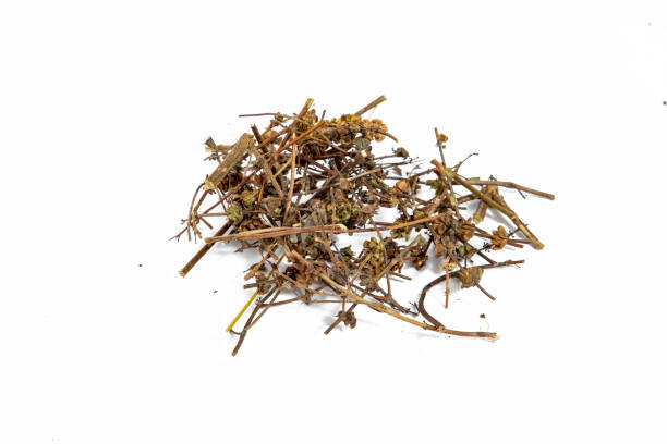 istock Nigella or black cumin with medicinal tulsi seeds on white background 1422824938