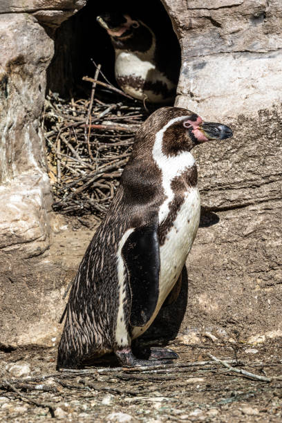 istock Humboldt Penguin, Spheniscus humboldti in a park 1422824972
