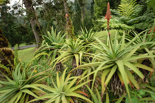 Close- up of yucca plants in formal garden