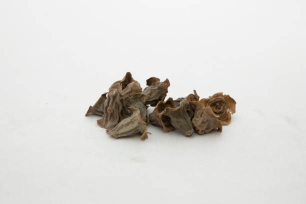 istock Kumbi or careya arborea on white background 1422826044