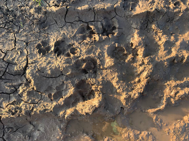 istock Dog footprint on the earth 1422826072