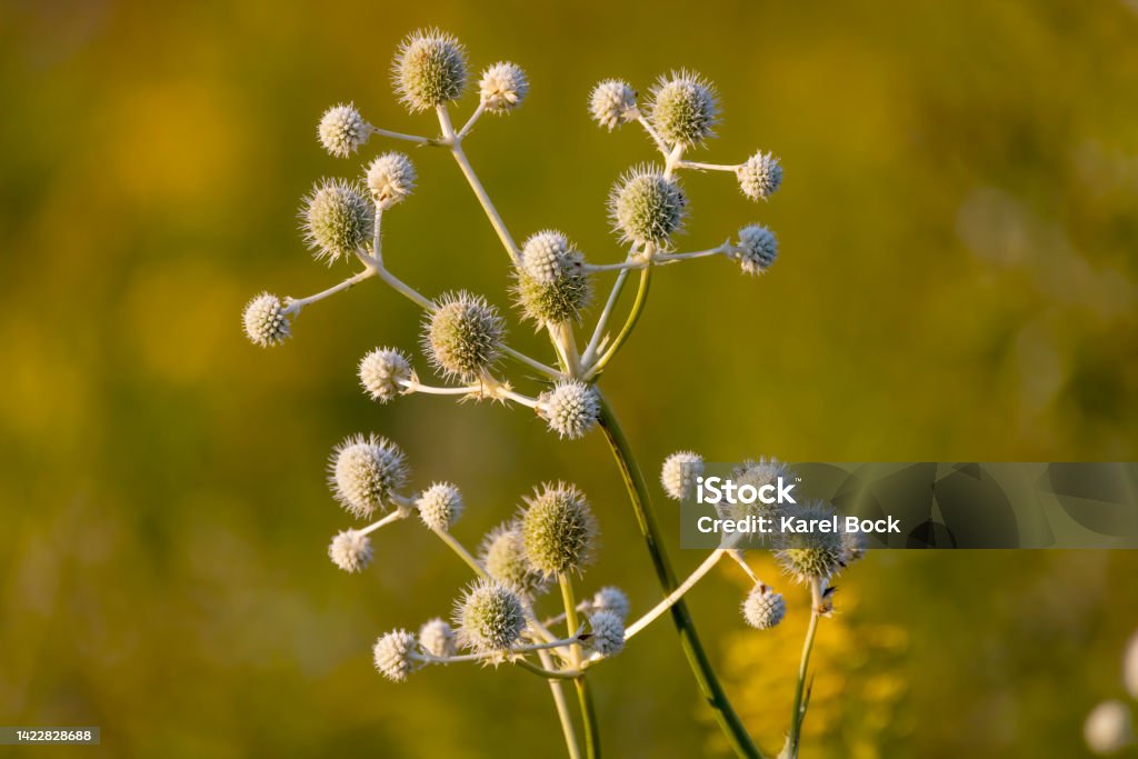 Rattlesnake Master (Eryngium yuccifolium) Beautifully unusual plant with white, ball-shaped flowers and long strap-like foliage; highly attractive to and butterflies and native bees. Native the Midwestern prairies. Sea Holly Stock Photo