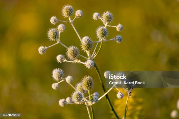 Rattlesnake Master Stock Photo - Download Image Now - Sea Holly, Agricultural Field, Animal Wildlife