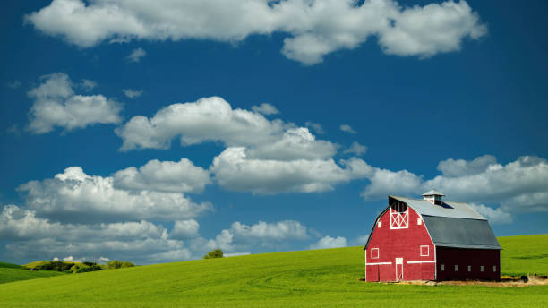 istock Big sky above a red bar in a green wheatfield 1422829524