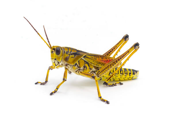 東部またはフロリダラバーバッタ - ロマレア微翅目、黄色、黒、赤の縞模様の色。白い背景に孤立した切り抜き - locust ストックフォトと画像