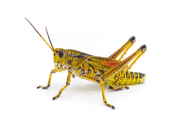 Photo of eastern or Florida Lubber grasshopper - Romalea microptera,  Yellow, black and red stripe colors. Isolated cutout on white background