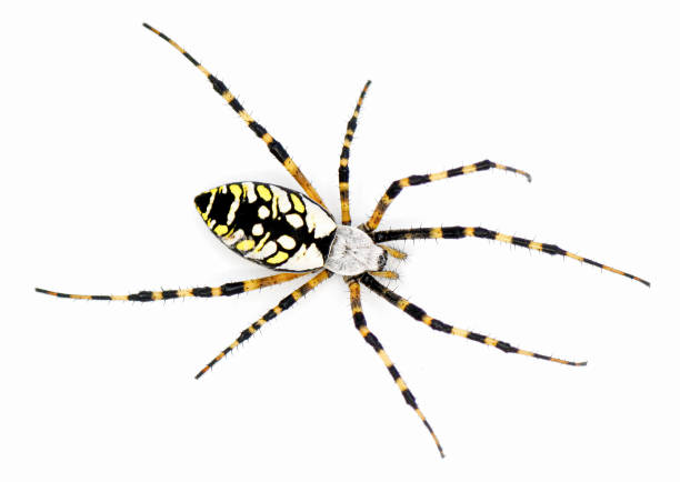 samica pająka argiope z florydy lub tkacza ogrodowego - argiope aurantia - występuje tylko w południowo-wschodnich stanach zjednoczonych ameryki - orb web spider zdjęcia i obrazy z banku zdjęć