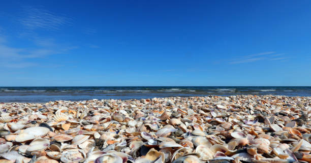 istock shells of all kinds the seashore without people 1422832505