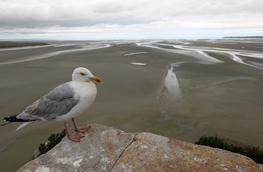 seagull that looks like lookout and the sea at low tide seen from the abbey of Mont-Saint-Michel in Normandy France