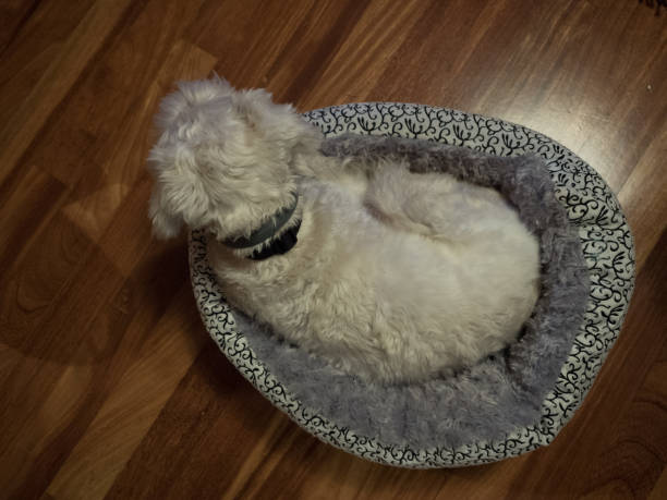 istock Alert dog resting on his bed 1422836081