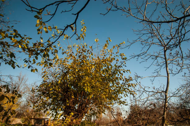 istock Bare tree branches and branches with leaves against the blue sky 1422839240