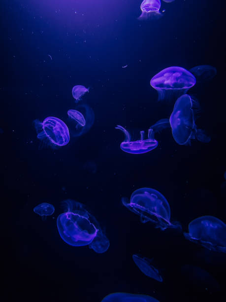 istock Jellyfish aquarium in Paris 1422844317