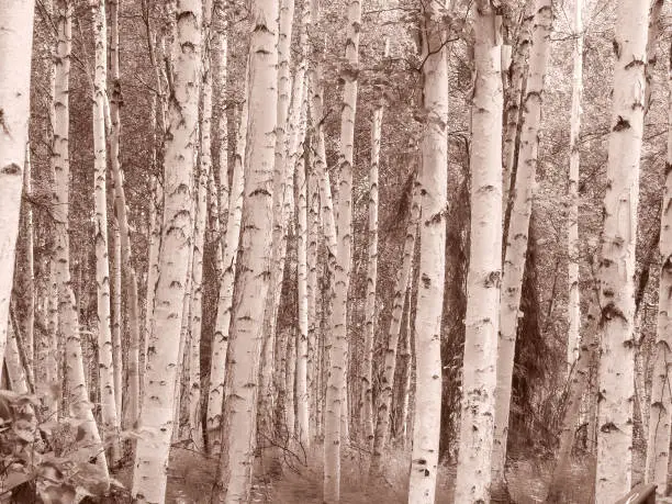 Dense forest of white barked birch trees growing in wetland in Alaska. in sepia toned effect.