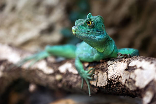 istock Close-up of a Plumed basilisk 142284544