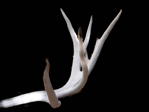 istock Old faded shed deer andler 1422845494